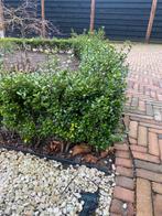 Buxus haag groene 5 euro per meter, Ophalen, Buxus, Minder dan 100 cm