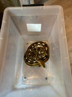 Retic SD tiger sunfire het albino 0.1, Dieren en Toebehoren, Reptielen en Amfibieën, Slang, 3 tot 6 jaar