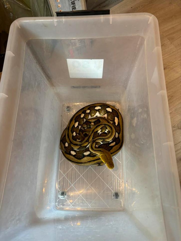 Retic SD tiger sunfire het albino 0.1