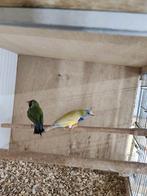 Gouldamadine, Meerdere dieren, Parkiet