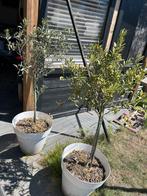 2 olijf boompjes, Tuin en Terras, Ophalen of Verzenden, Volle zon, Overige soorten, 100 tot 250 cm