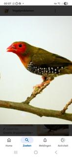 Gezocht  Groene Druppel Astrilde man, Mannelijk