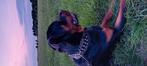 Dekreu rottweiler, Rabiës (hondsdolheid), Reu, 1 tot 2 jaar, Eén hond