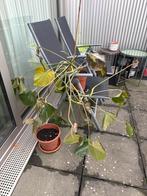 Gratis Monstera plant, Tuin en Terras, Planten | Tuinplanten, Vaste plant, Bloeit niet, Halfschaduw, Ophalen