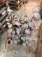 Begonia Two Face - Bijzondere kamerplant, Huis en Inrichting, Kamerplanten, Ophalen of Verzenden