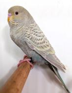 Fraaie Dun fallow blackface/blackwing, Dieren en Toebehoren, Vogels | Parkieten en Papegaaien, Mannelijk, Parkiet