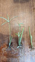 Parapluplant, Huis en Inrichting, Ophalen, 100 tot 150 cm, Overige soorten, Volle zon