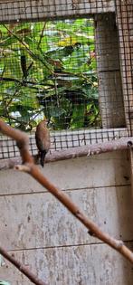 Zilverbekjes, Dieren en Toebehoren, Geslacht onbekend