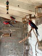 Pennant rosellas te koop, Dieren en Toebehoren, Meerdere dieren, Parkiet