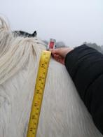 Merrie tinker, Dieren en Toebehoren, Ophalen, Overige soorten