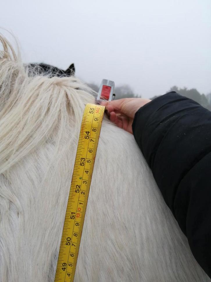 Merrie tinker, Dieren en Toebehoren, Paarden en Pony's | Overige Paardenspullen, Overige soorten, Ophalen