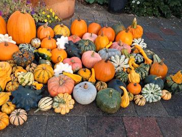 Kalebassen en pompoenen 1+1 GRATIS  beschikbaar voor biedingen