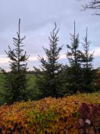 Kerstboom, Tuin en Terras, Planten | Bomen, Bloeit niet, Overige soorten, 100 tot 250 cm, Ophalen