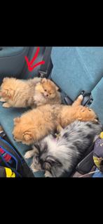 Dwergkees| pomeranian| pomeriaan| uniek brindle merle teefje, Dieren en Toebehoren, Honden | Poolhonden, Keeshonden en Oertypen