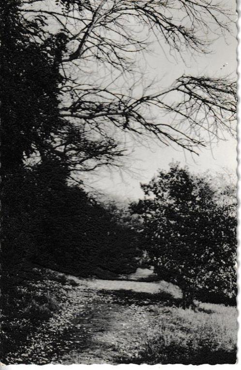 BURGH-HAAMSTEDE-WESTENSCHOUWEN - DOMANIALE BOSSEN, Verzamelen, Ansichtkaarten | Themakaarten, Gelopen, 1960 tot 1980, Natuur, Ophalen of Verzenden