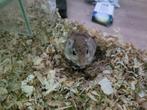Gerbil vrouwtje zoekt een nieuw huisje, Dieren en Toebehoren, Knaagdieren, December, Vrouwelijk, Overige typen, Tam