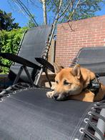 Shiba Inu Dekreu, Dieren en Toebehoren, Particulier, Rabiës (hondsdolheid), België, 1 tot 2 jaar