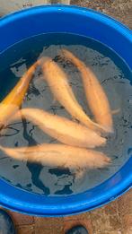 Super Tamme Jumbo KONISHI karashigoi Wagoi , Rode ogen!, Dieren en Toebehoren, Vissen | Vijvervissen, Karper of Koi