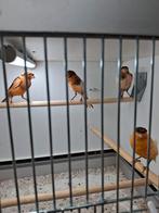supper mooie 2025 en 2024nog 2 kuifen, Dieren en Toebehoren, Meerdere dieren, Zangkanarie
