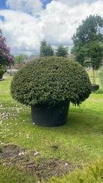 Taxus bollen leverbaar tot 200 cm doorsnede! Vanaf euro 35,-, Ophalen of Verzenden, Taxus, Struik, 100 tot 250 cm