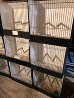 Tentoonstellings kooien - vervoerskooien, Ophalen, Gebruikt, Hout, Vogelkooi