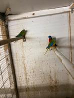 Turqusine parkieten, Dieren en Toebehoren, Vogels | Parkieten en Papegaaien, Meerdere dieren, Parkiet