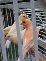 Gevraagd kanaries, Dieren en Toebehoren, Vogels | Kanaries, Meerdere dieren, Kleurkanarie