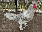 GRATIS Kraaikop haan, Dieren en Toebehoren, Pluimvee, Mannelijk, Kip