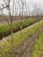 Pyrus com. ‘Winterriet’, Ophalen, Lente, Overige soorten, Halfschaduw