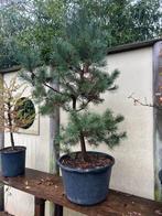 Mooie Pinus (Den) voor Bonsai of Tuin, Tuin en Terras, Planten | Bomen, Bloeit niet, Overige soorten, 100 tot 250 cm, Ophalen