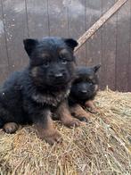 2 duitse herder pups zoeken thuis langharige duitse herders, Dieren en Toebehoren, Honden | Herdershonden en Veedrijvers, Nederland