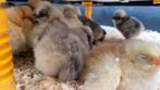 Zijdehoen Usa hennen, Dieren en Toebehoren