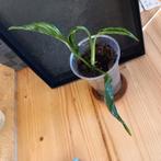 epipremnum pinnatum shangri la stek nr 72, Ophalen of Verzenden, Halfschaduw, Minder dan 100 cm