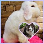 Superlief konijnen duo minilop hangoor dwerg, Dieren en Toebehoren, Konijnen, Vrouwelijk, Dwerg, Hangoor
