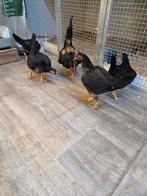 Oud engelse vecht krielen, Dieren en Toebehoren, Pluimvee, Meerdere dieren, Kip