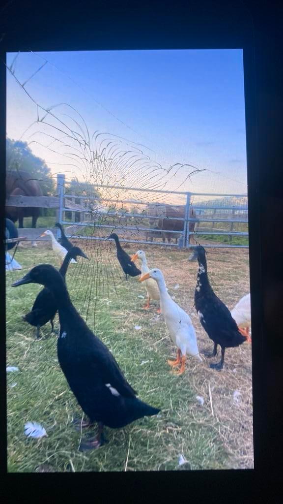 Broedeieren van Prachtige indische loopeenden, Dieren en Toebehoren, Pluimvee, Eend