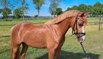 Super brave en knappe 3 jarige C Welsh Merrie, Merrie, Gechipt, Zadelmak, 3 tot 6 jaar