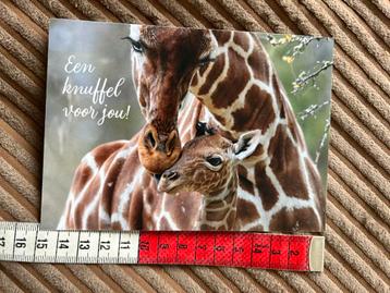 997. Kaart wereld kanker fonds Giraf knuffel beschikbaar voor biedingen