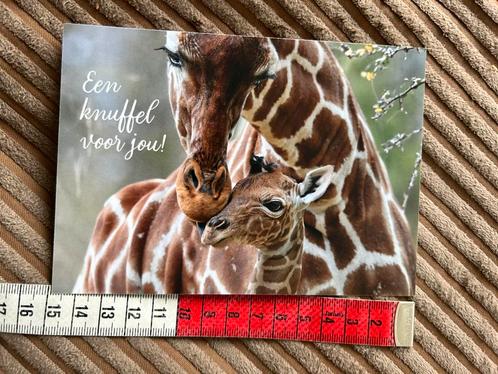 997. Kaart wereld kanker fonds Giraf knuffel, Verzamelen, Ansichtkaarten | Themakaarten, Ongelopen, Ophalen of Verzenden