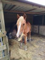 2 jarige New Forest ruin en palomino Welsh A jaarling, Dieren en Toebehoren, Pony's, Gechipt, 0 tot 2 jaar, B pony (1.17m tot 1.27m)