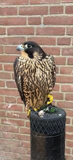 Slechtvalk  (2025) – herplaatsing bij ervaren houder, Dieren en Toebehoren, Vrouwelijk, Roofvogel, Geringd