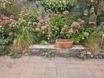 hortensia's, Ophalen of Verzenden, Zomer, Overige soorten, Halfschaduw