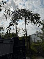Treur berk  potgekweekt stam 250 dan kruin, Tuin en Terras, Planten | Bomen, Halfschaduw, Overige soorten, Lente, 250 tot 400 cm
