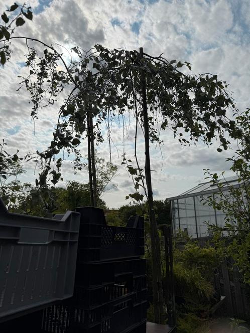 Treur berk  potgekweekt stam 250 dan kruin, Tuin en Terras, Planten | Bomen, Overige soorten, 250 tot 400 cm, Halfschaduw, Lente
