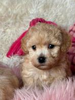 Maltipoo pups teefjes 1500€en reutjes 1250€, Nederland, Overige rassen, 8 tot 15 weken, CDV (hondenziekte)