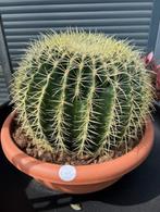 Echinoc Grusoni, Cactus, Minder dan 100 cm, In pot, Volle zon