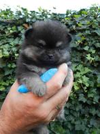 Lief nestje Pomeriaan puppy’s – 6 weken oud, Keeshond, 8 tot 15 weken, Meerdere, Meerdere dieren