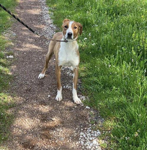 Smila – Lieve overlever zoekt warmte, Dieren en Toebehoren, Honden | Niet-rashonden, Middel, Teef, Particulier, Eén hond, Buitenland
