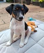 Fijn thuis gezocht voor een lieve en speelse pup!, Dieren en Toebehoren, Jack Russell Terriër, Reu, 8 tot 15 weken, Eén hond