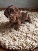 Fattoria del Bassotto heeft prachtige teckeltjes beschikbaar, Nederland, CDV (hondenziekte), 8 tot 15 weken, Korthaar